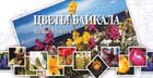 Цветы Байкала - набор открыток